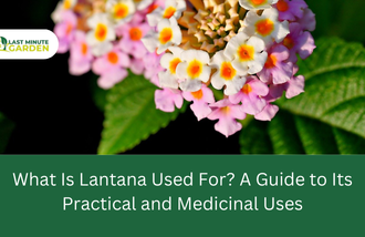 What Is Lantana Used For?