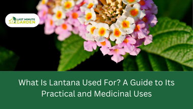 What Is Lantana Used For?