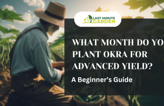 What month do you plant okra? A harvesting okra
