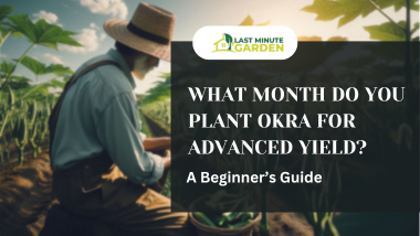 What month do you plant okra? A harvesting okra