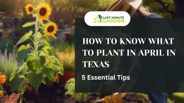 What to plant in April in Texas, a man planting