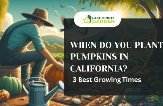 When Do You Plant Pumpkins in California