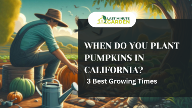 When Do You Plant Pumpkins in California