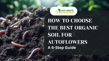 Best Organic Soil for Autoflowers