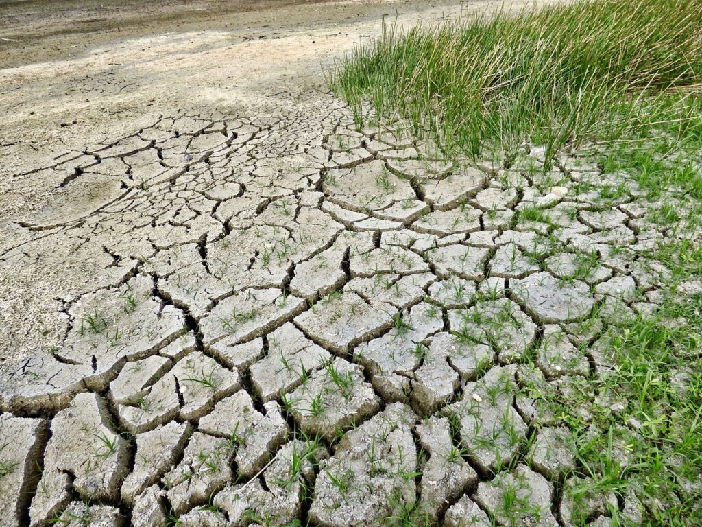 Why the soil of Antarctica has little organic content