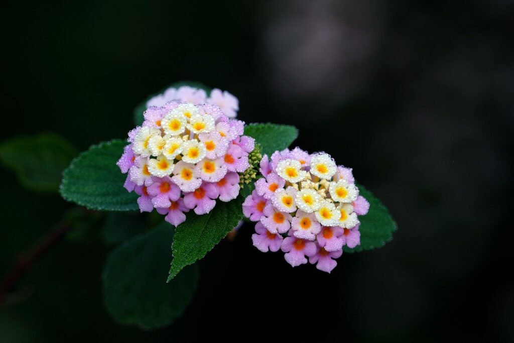 What Is Lantana Used For?
