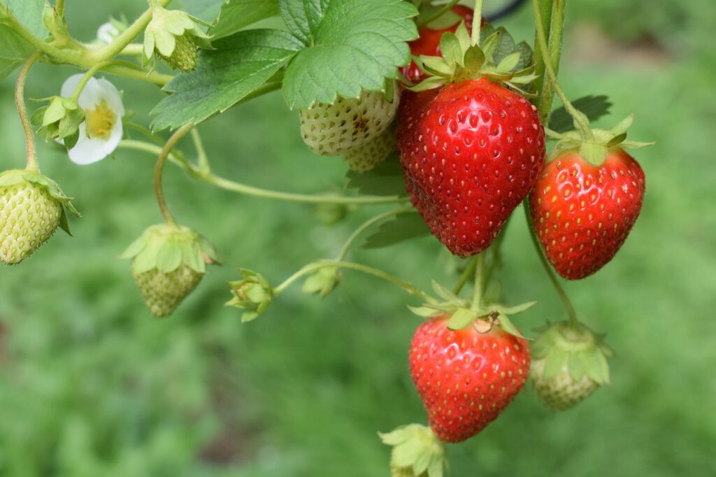 Organic strawberres pesticides