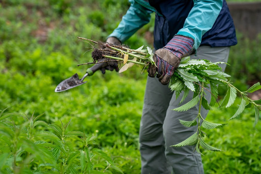 Pulling weeds before applying organic pesticides for weed control