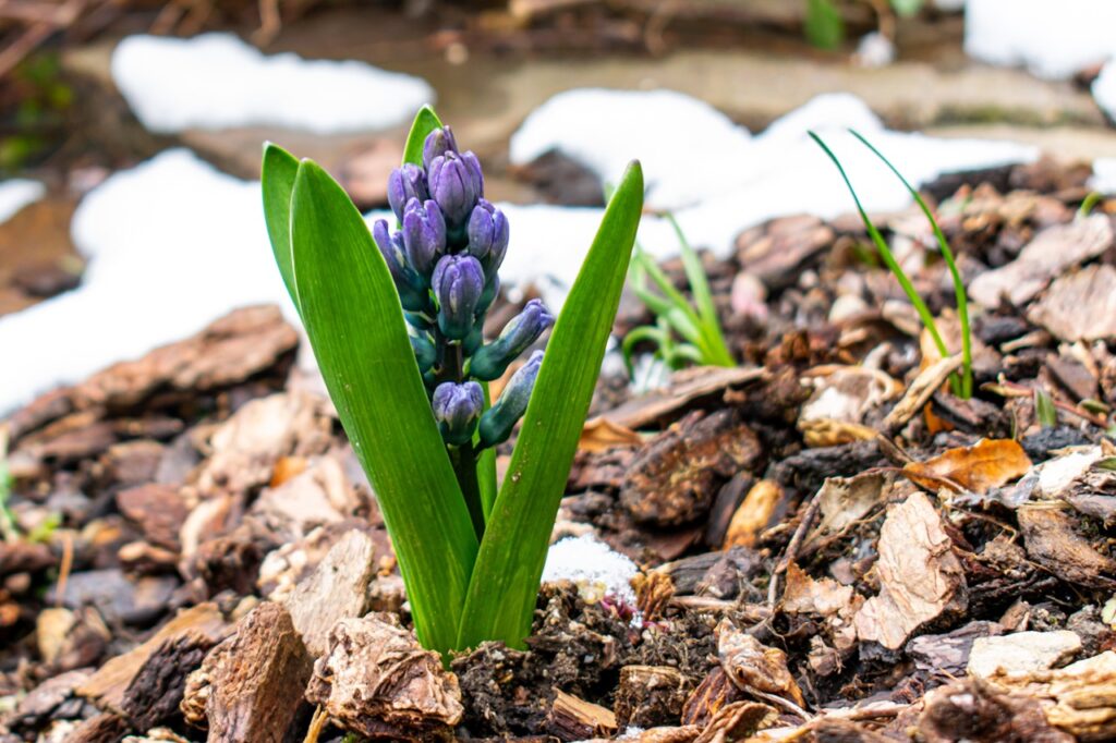 Organic Pre-Emergent Weed Killer 