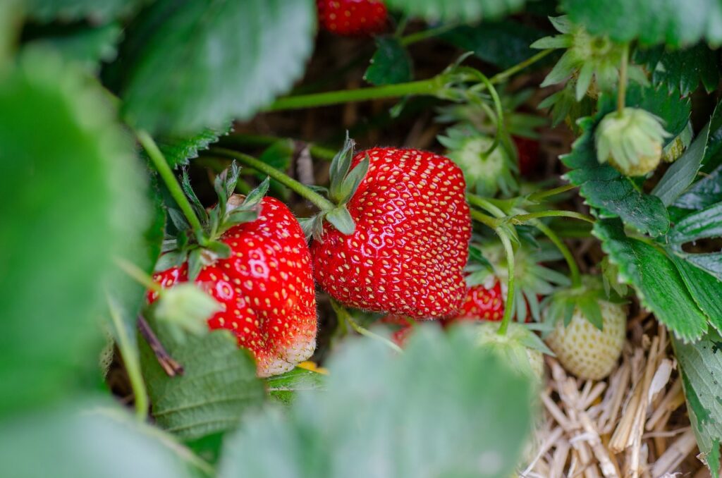 Organic strawberries pesticide