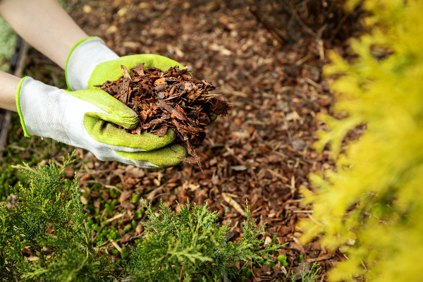 Rainy season gardening